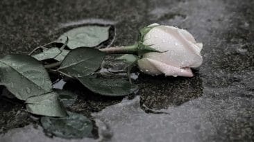Pinke Rose im Regen